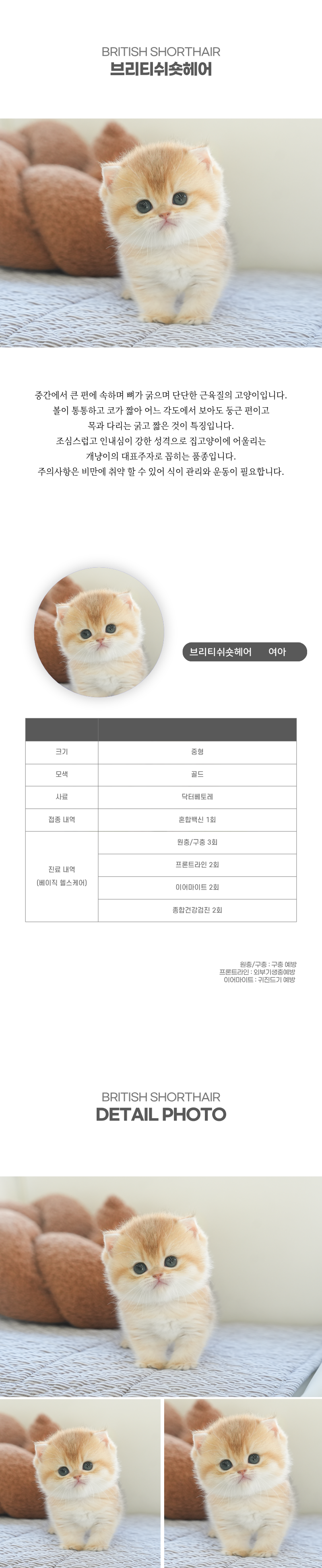 브리티쉬숏헤어_상세이미지_2